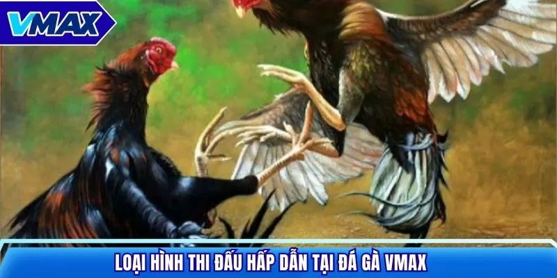 Loại hình thi đấu hấp dẫn tại đá gà VMAX