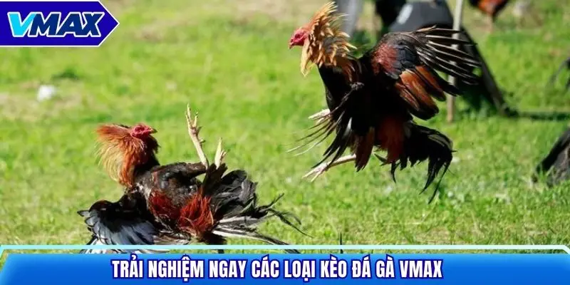 Trải nghiệm ngay các loại kèo đá gà VMAX